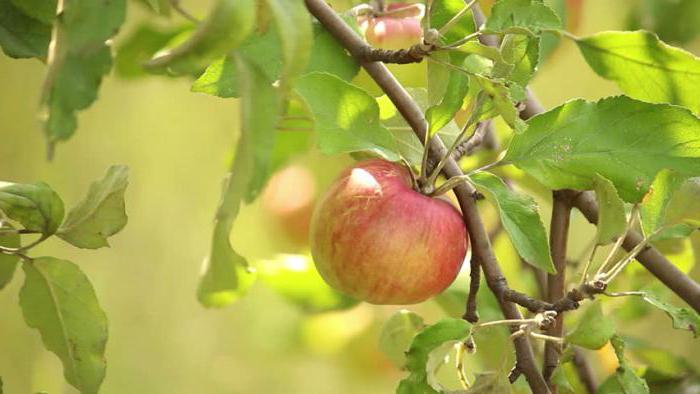 Apple Tree "Stroyevskoe" beschrijving beoordelingen