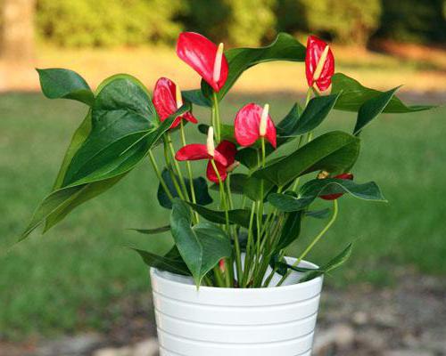 spathiphyllum domino-soorten