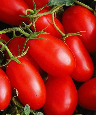 Tomaten De raket is een medium-vroege variëteit. Beschrijving en foto