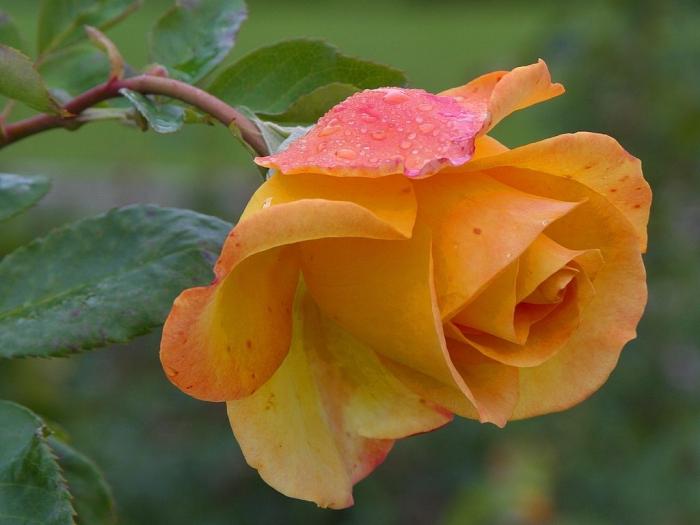 verzorging van rozen na het planten