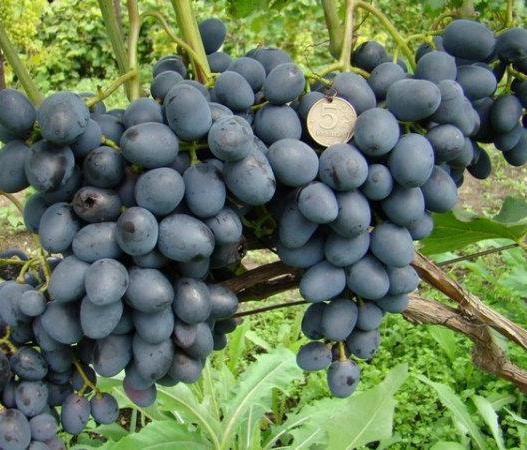 Druiven Charlie: teelt, variëteitkenmerken, beschrijving en beoordelingen