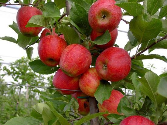 Appelbomen decoratief in landschapsontwerp