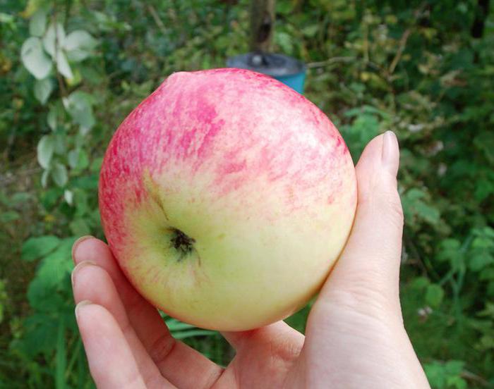 Apple Tree Bolotovskoe: beschrijving, foto's, beoordelingen. Verspreiding en kenmerken van de variëteit