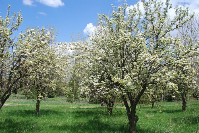 beschrijving van de appelboomkampioen