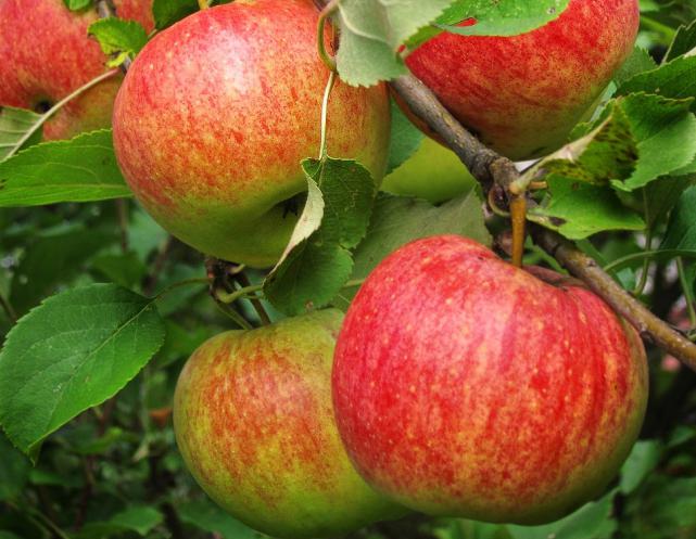 appelboom kampioen beoordelingen