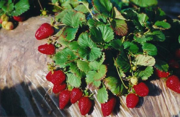 Aardbeien Albion. Beschrijving en beschrijving, pasvorm en verzorging