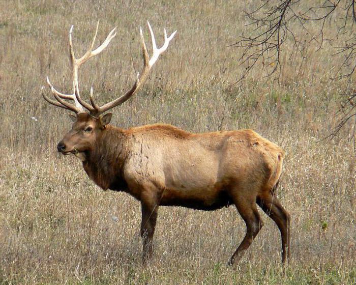 Waarom droomt de eland? Interpretaties van de visie