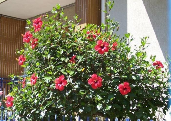 Een Chinese roos is een bloem van de dood of een symbool van vrouwelijke schoonheid?