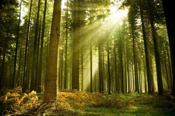 Droominterpretatie: Wat is de droom van een bos
