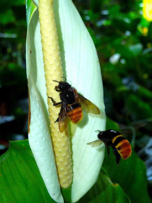 spathiphyllum foto vrouwelijke geluk tekenen