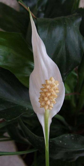 spathiphyllum foto vrouwelijke geluk tekenen