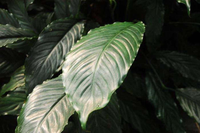 spathiphyllum foto vrouwelijke geluk tekenen