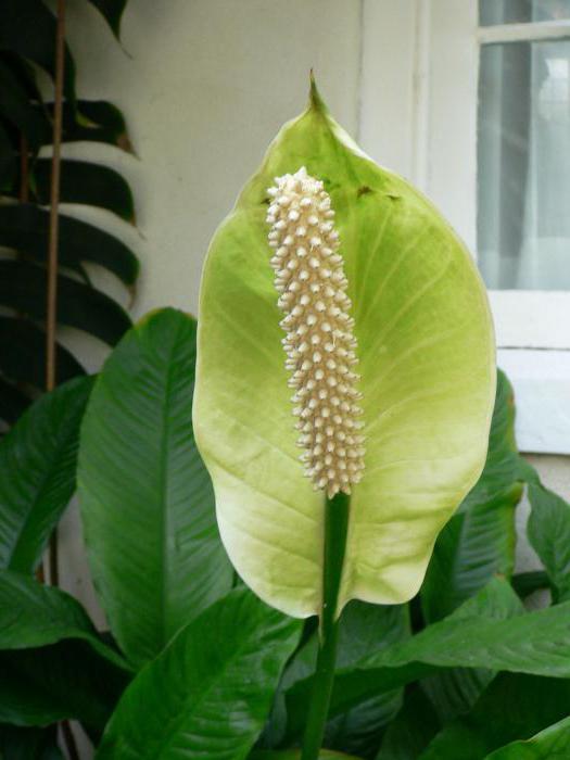 spathiphyllum vrouwelijke geluksborden