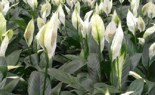 spathiphyllum foto vrouwelijke geluksborden en bijgeloof