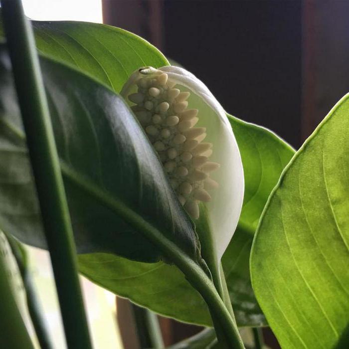 spathiphyllum foto vrouwelijke geluksborden en bijgeloof