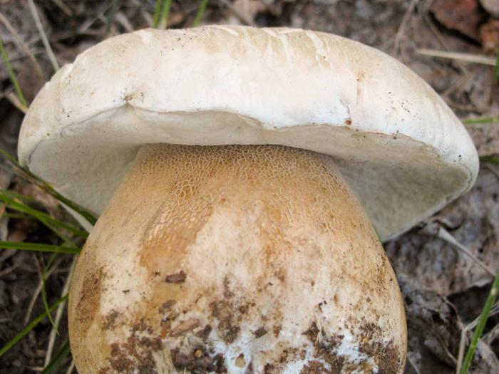 Hoe paddenstoelen te verwerken? Hoe verse champignons op de juiste manier te verwerken