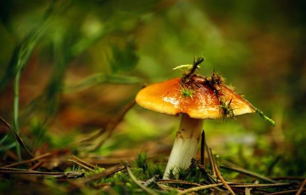 Hoe om te gaan met boletus