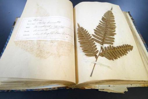 wat is een herbarium