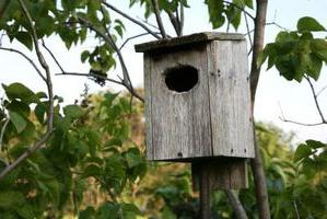 Een paar eenvoudige tips om een ​​vogelhuisje op de juiste manier te hangen