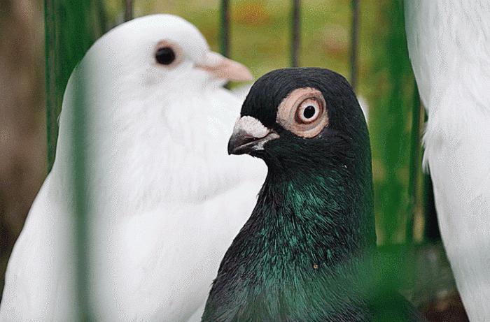 Nikolaev-duiven zijn vogels die over de hele wereld worden gewaardeerd