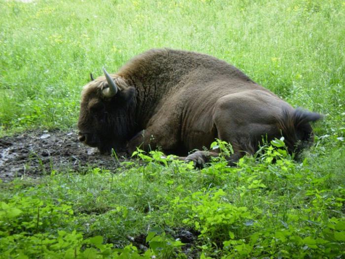 Biosfeerreservaat van Voronezh. Kaukasische biosfeerreservaat. Donau-biosfeerreservaat