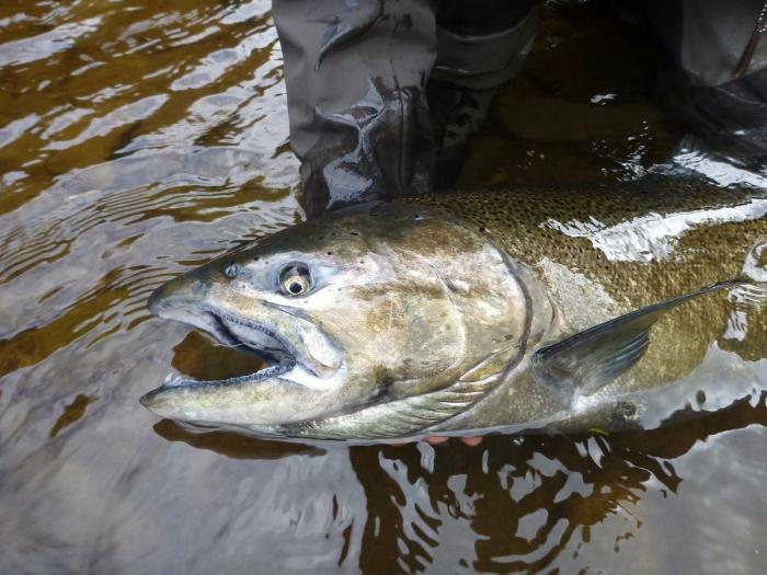 rode chinook vis