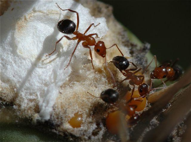 Wat eten mieren in de natuur?