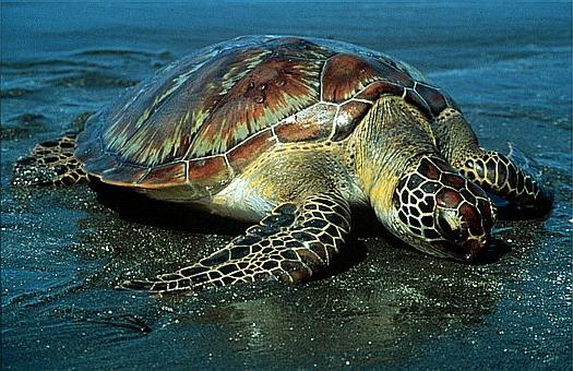 Wat is er beroemd om de groene zeeschildpad?