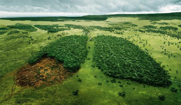 De boom is een geweldige schat, die de mens van nature heeft gekregen