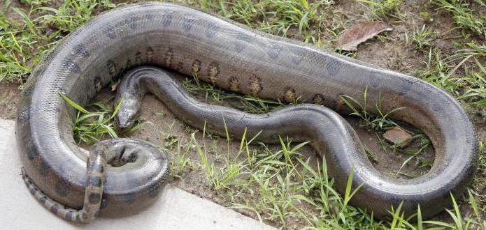 De gigantische anaconda is een roofdier in het wild