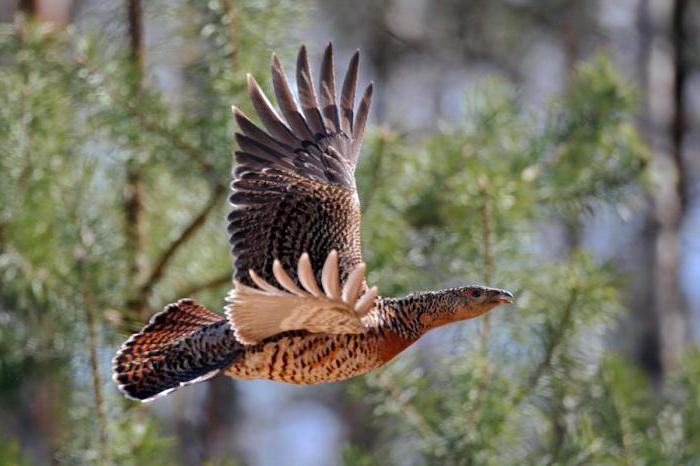 Gemeenschappelijke vogel - vogel