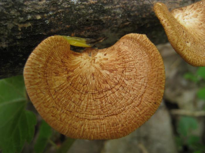 Paddenstoelen in de Samara-regio: tips paddenstoeelnemer