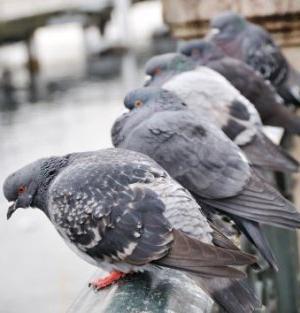 duiven op het balkon hoe zich te ontdoen