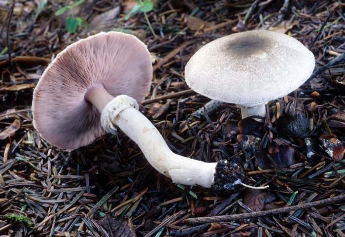 hoe zien de valse paddenstoelen eruit