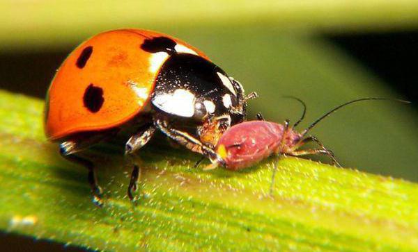 Hoe vermenigvuldigt het lieveheersbeestje zich? Korte kenmerken van een insect