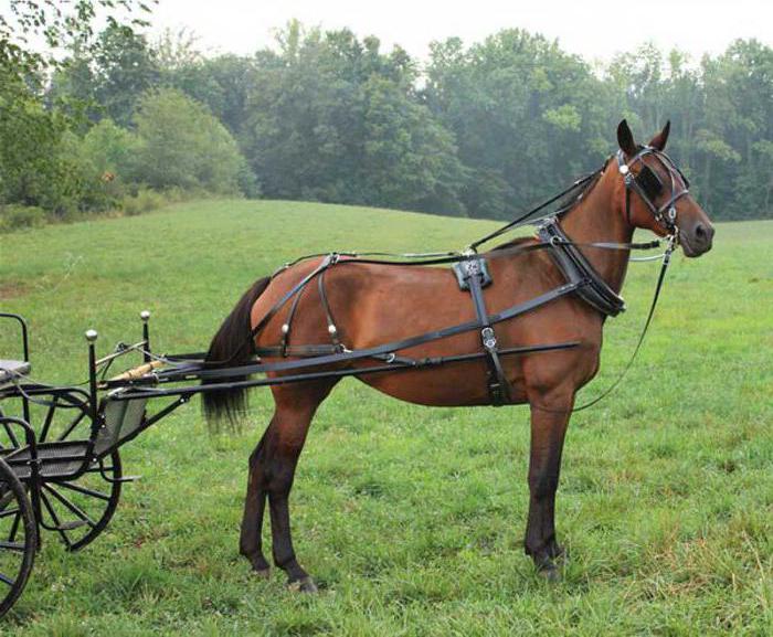 Hoe een paard te gebruiken: manieren, consistentie en aanbevelingen