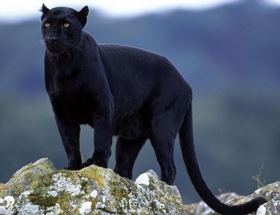 Welke dieren zijn zwart? Het fenomeen melanisme