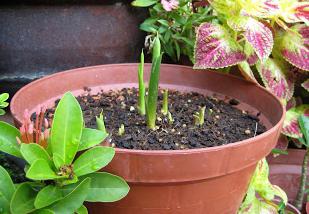 calla alles over de plantregels van zorg en cultivatie