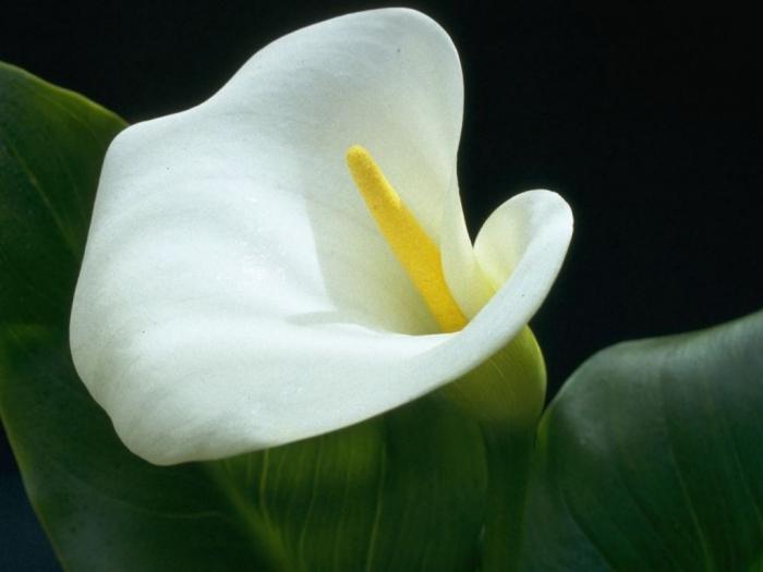 Calla: de geboorteplaats van de plant. Calla: beschrijving, inhoud, zorg