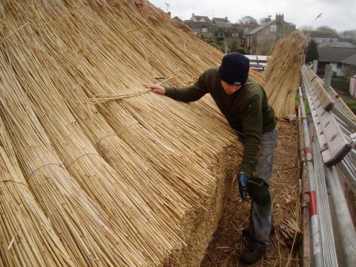 Rietdekking: beschrijving en rol in het ecosysteem