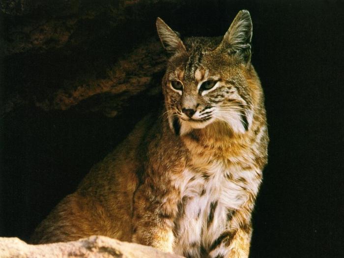 De Canadese lynx is een kat die getemd kan worden