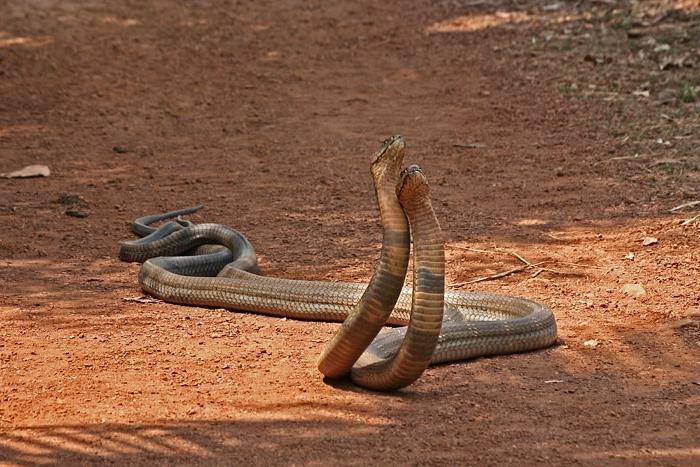 Koninklijke Cobra in het wild