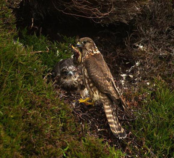 Gyrfalcon - een ongewone en sterke vogel