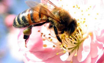 Honingbij, wild of huiselijk. Honey Bee: Species