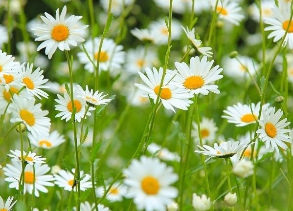 Leucanthemum vulgare - een gewone kamille met ongewone eigenschappen