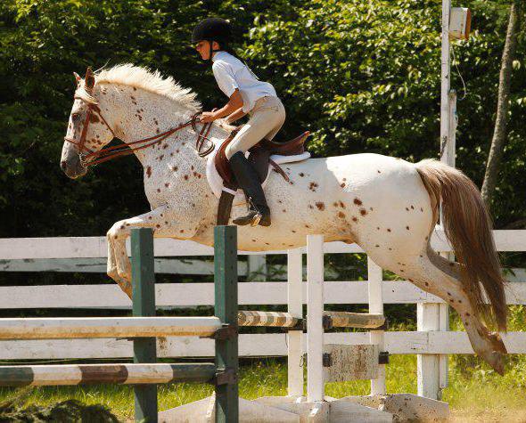 Appaloosa (paard): beschrijving, kenmerken, zorg, ontstaansgeschiedenis en beoordelingen
