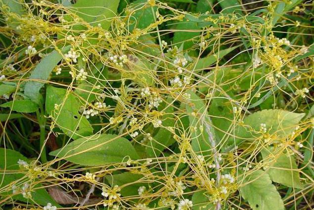 Plant-parasiet dodder: vechtmaatregelen