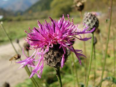 Milk Thistle Spotted Contra-indicaties