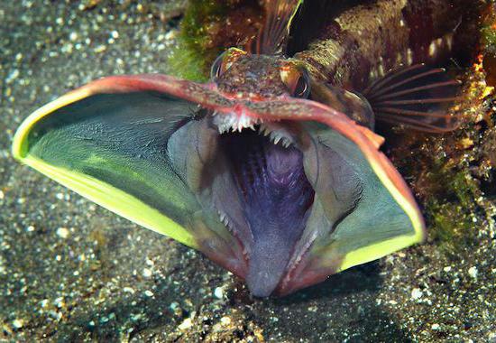  10 angstaanjagende zeemonsters