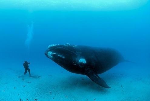 De grootste walvis heeft bescherming nodig